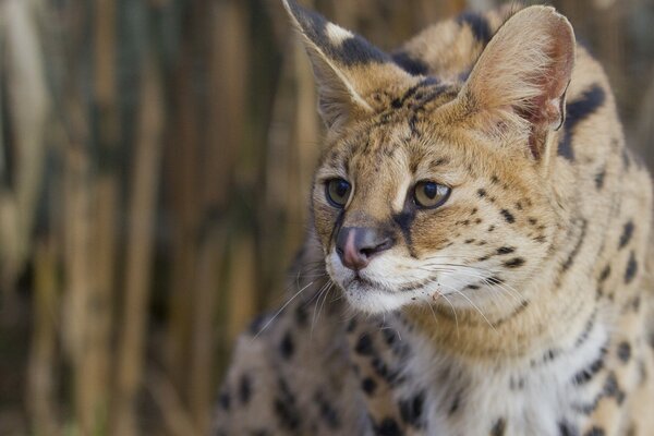 Serval, ein ästhetischer Eroberer von Sträuchern