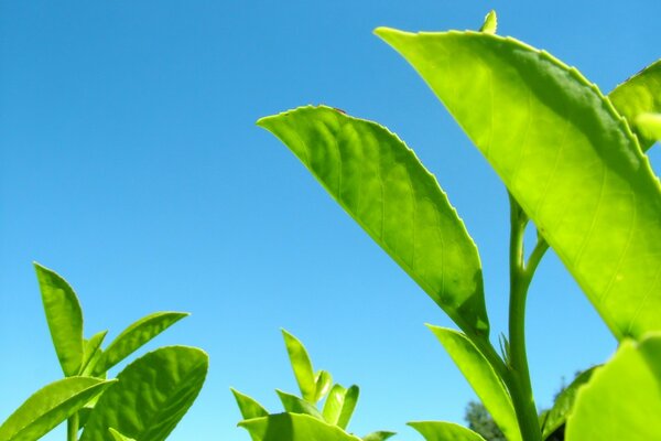 Les plantes au soleil poussent de plus en plus haut