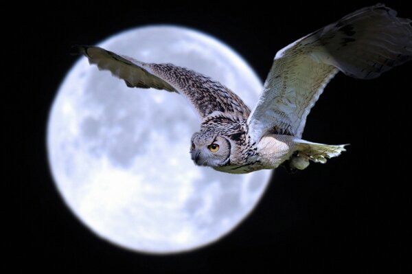 Gufo notturno sullo sfondo della Luna