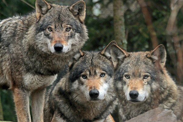 Trois loups gris regardent au loin