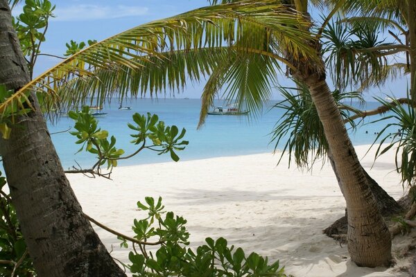 Palm trees on the sandy shore of the island