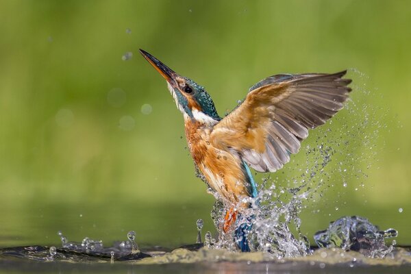 Der Eisvogel hat seine Flügel ausgebreitet und hebt von der Wasseroberfläche ab