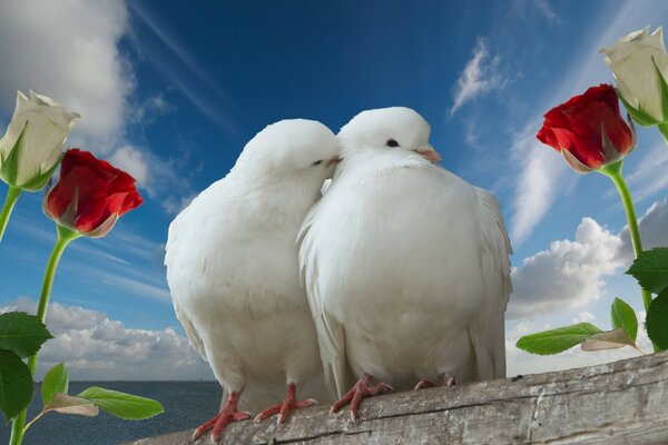 A pair of pigeons cooing about love