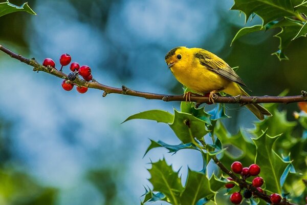 Pájaro amarillo en una rama con bayas