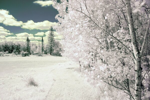 Arbres d hiver blanc nature