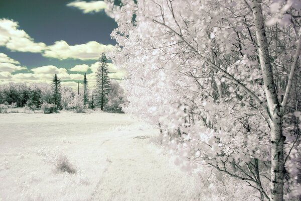 Белые зимние деревья природа