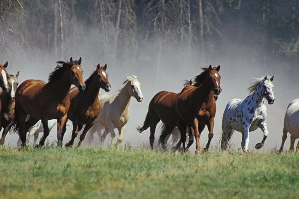 Manada de caballos en un campo limpio