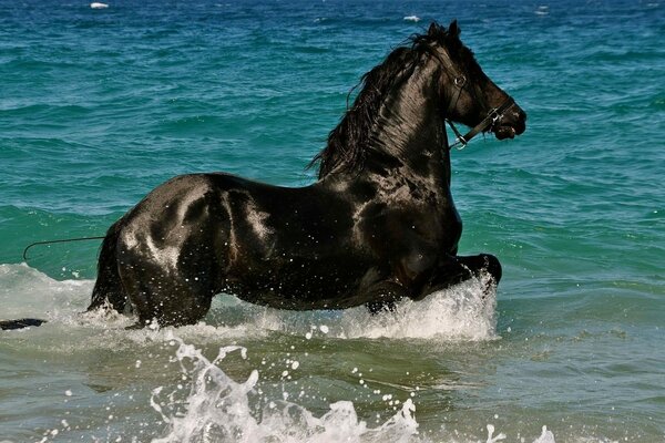 A black horse prancing on the water