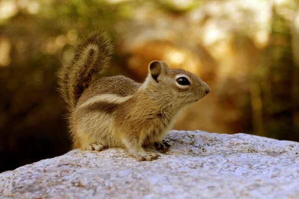 A small chipmunk in nature
