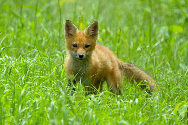 Petit renard dans l herbe verte