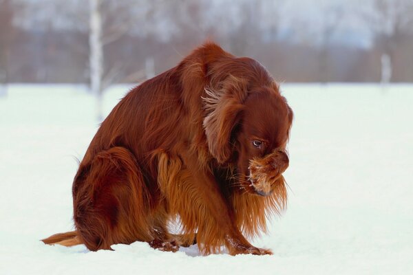 The setter hid his nose in the snow