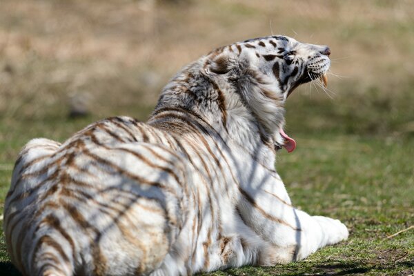 A yawning white tiger on the ground