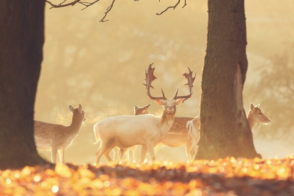 A family of deer walks in the forest