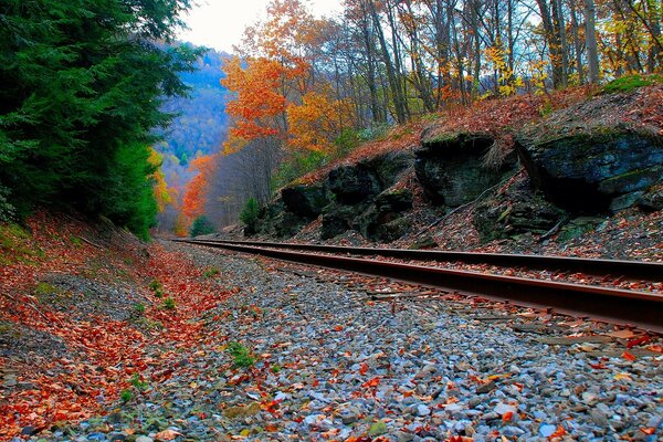 Railway in the autumn forest