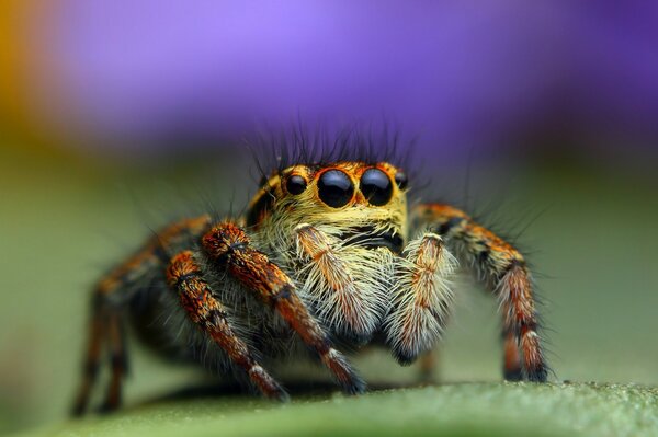 A huge spider on a green background