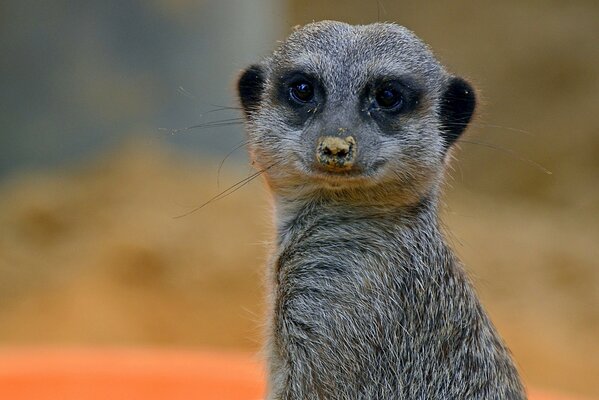 Una suricata de cerca