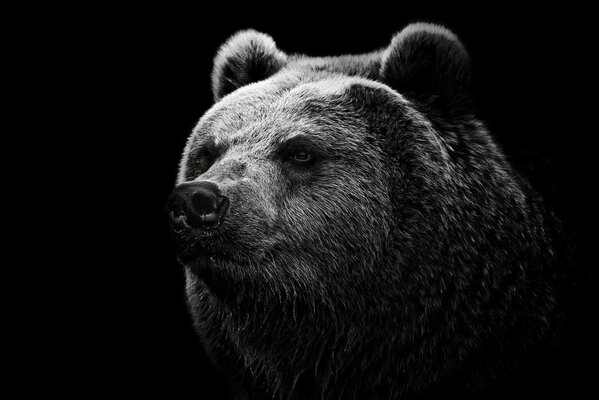 Bärenkopf auf schwarzem Hintergrund