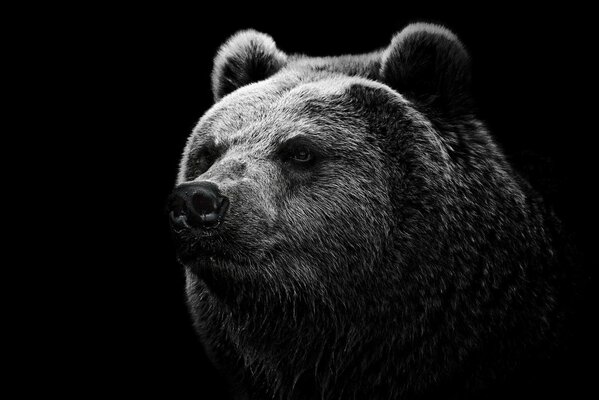 Cabeza de oso sobre fondo negro