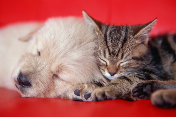 Кот и щенок на красном диване