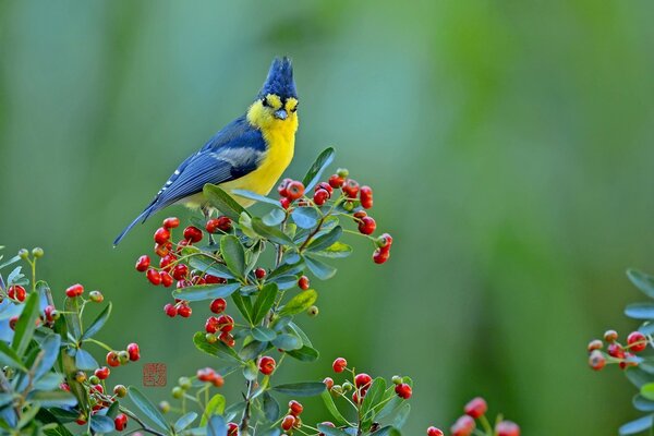 A blue-yellow bird sits on a branch with red berries