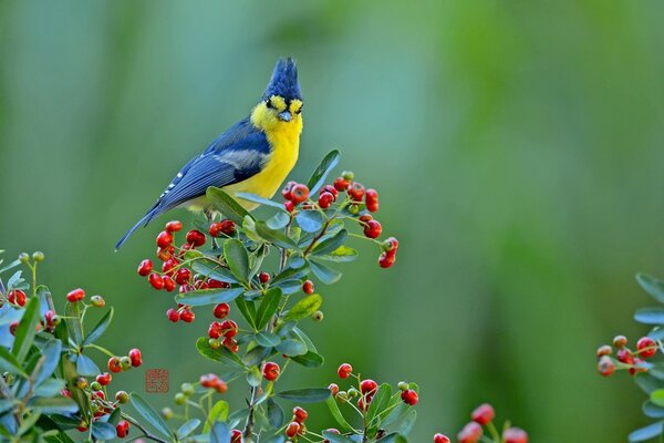 Un pájaro azul y amarillo se sienta en una rama con bayas rojas