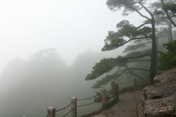 Nebbia mattutina sulla strada attraverso la pineta