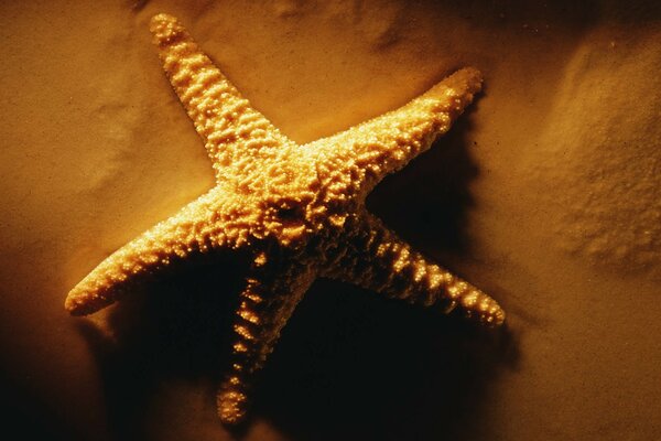 Grande stella marina sdraiata sulla sabbia
