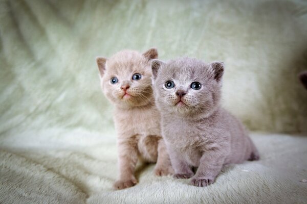 Due piccoli gattini di colore grigio