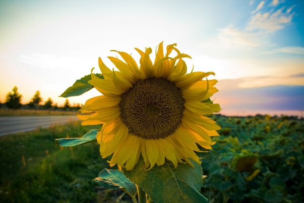 Strada lunga e girasole nel campo