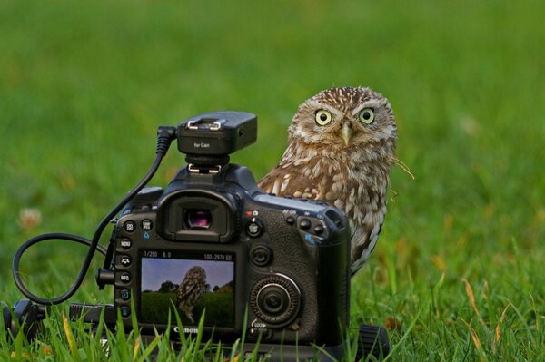 Hibou avec caméra sur la pelouse verte