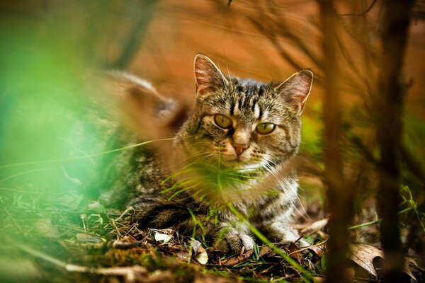 Gato, juego de la luz, bosque