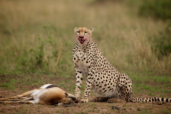 Le guépard a rattrapé sa proie. Festoie