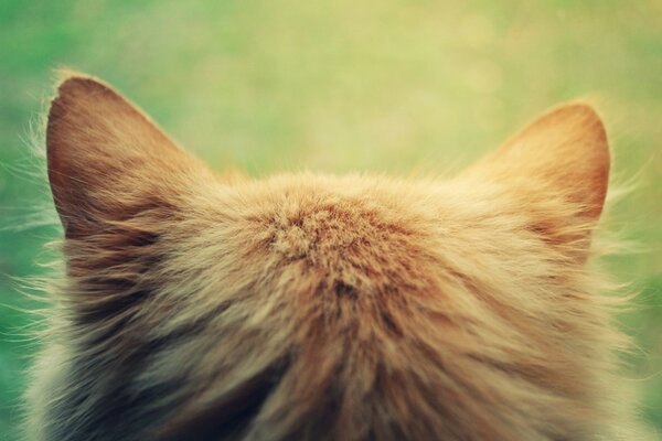 Cabeza de gato con orejas vista trasera