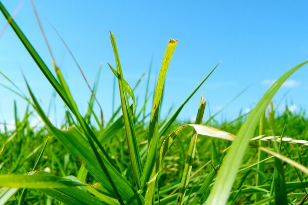 Hierba verde brillante al sol