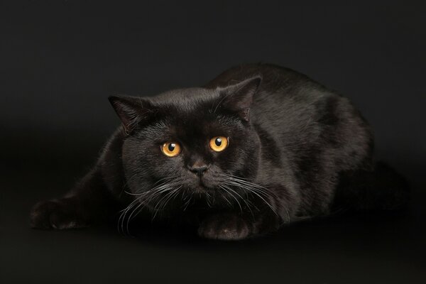 A graceful black cat with a penetrating gaze