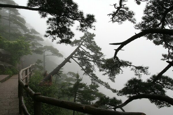 Sendero entre los árboles en la niebla