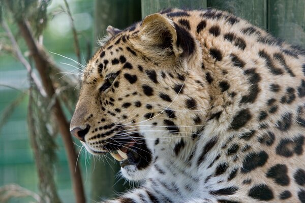 Der wilde Leopard hat die Zähne gebissen