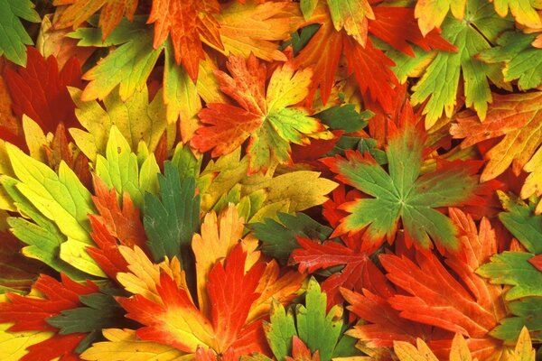 Что такое осень это листья