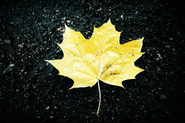 Estética de otoño. Hoja de arce