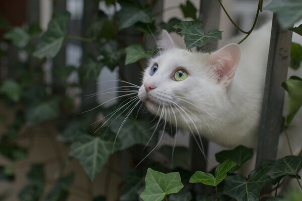 Chat blanc assis sur la clôture