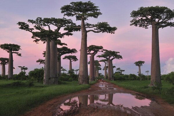 Baobabs on the road in front of puddles