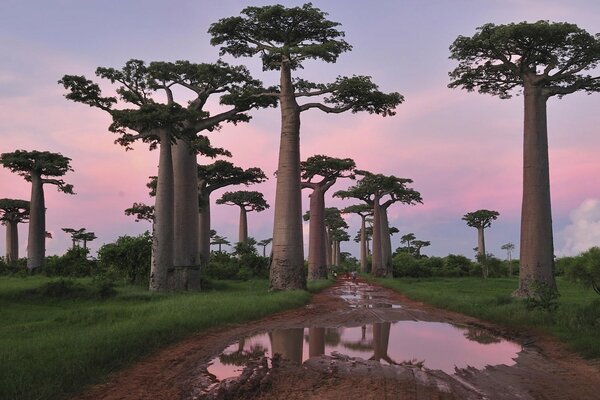 Baobabs sur la route devant les flaques d eau