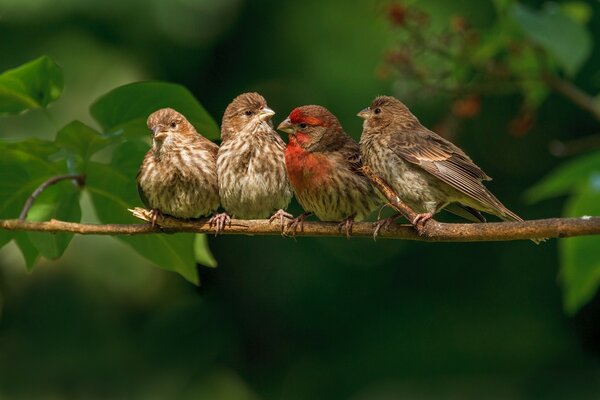 A family of finches is resting on a branch