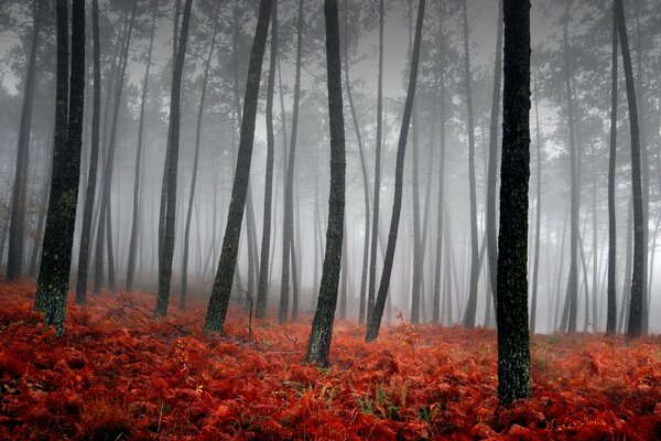 Brouillard dans la forêt avec de l herbe rouge