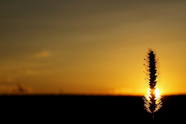 Un épi au coucher du soleil couvrant le soleil