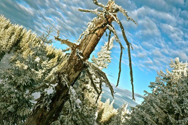 Winterlandschaft mit Bäumen und Schnee