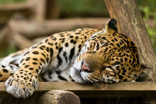 El hermoso gato salvaje Jaguar duerme Dulcemente