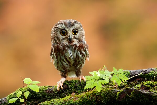A young owl is sitting on a branch covered with moss