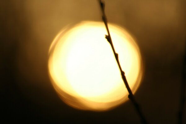 Sunset in the sky. A branch in the sun
