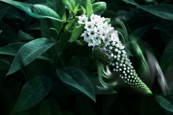 A large green beetle on white flowers